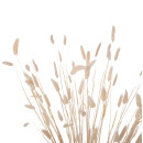 ΔΙΑΚΟΣΜΗΤΙΚΟ ΜΠΟΥΚΕΤΟ ΑΠΟΞΗΡΑΜΕΝΟ HM7959 RABBIT TAIL- CREAM 50gr 76Υεκ.